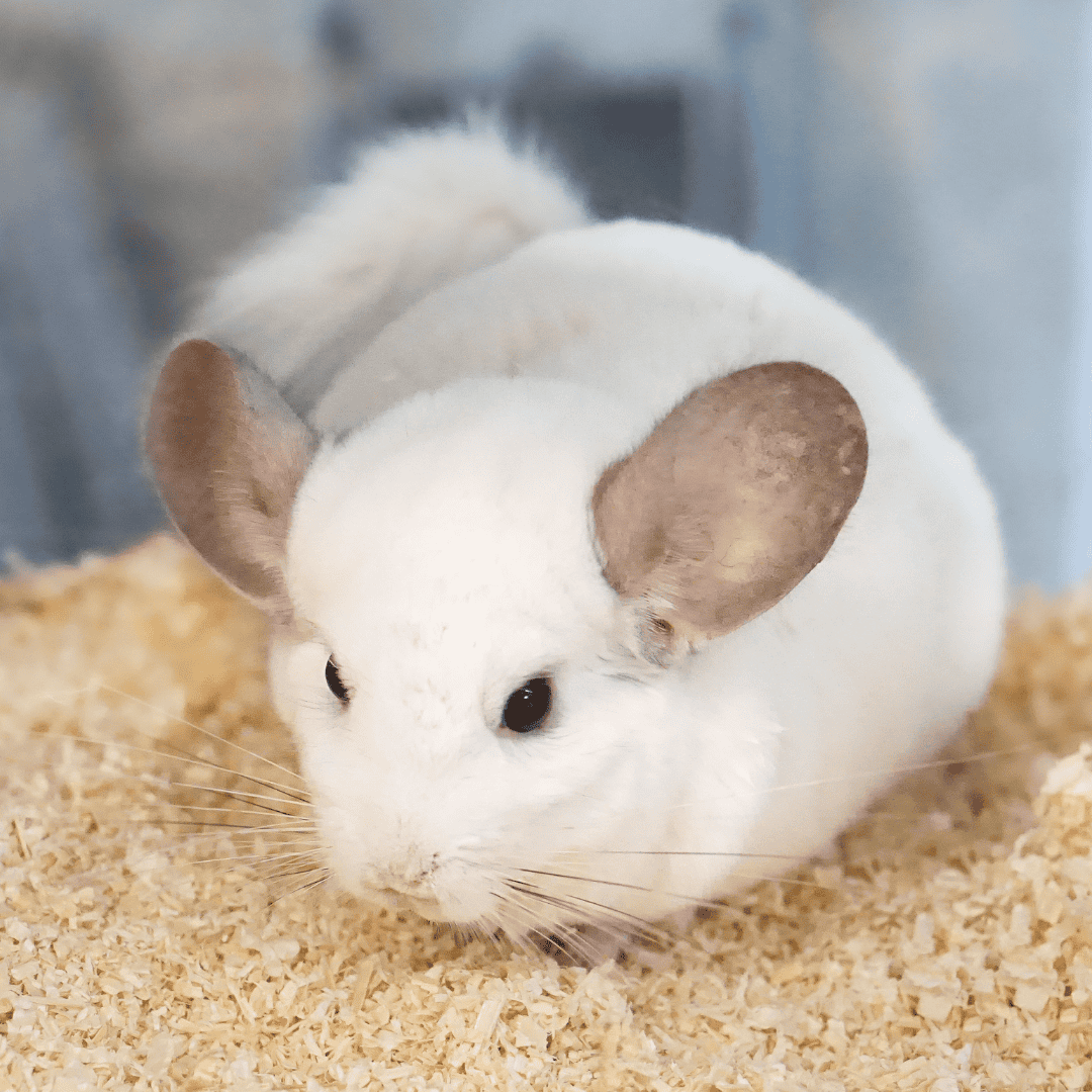 Wunschzettel Chinchilla Pascal