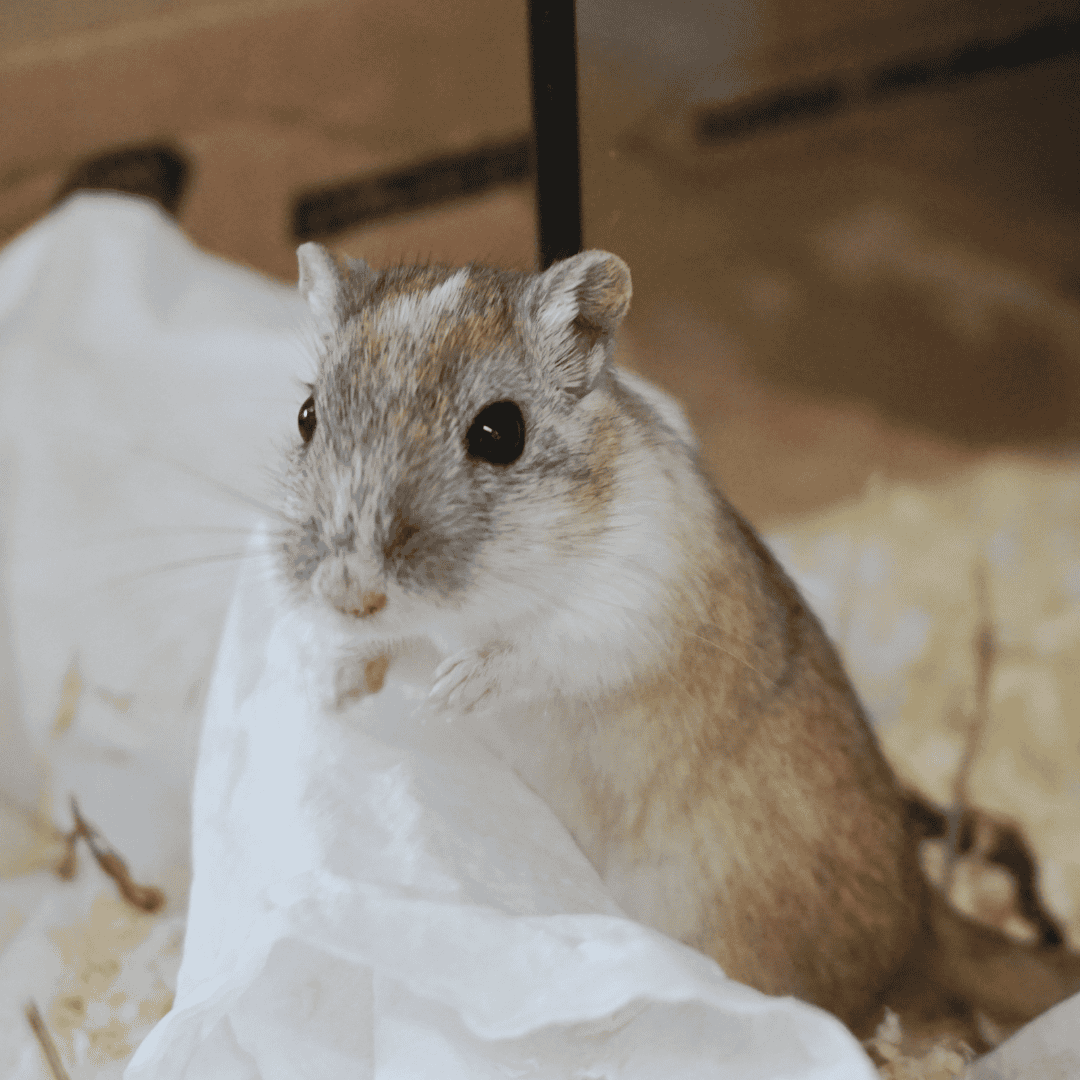 Wunschzettel Gerblis Cassedy