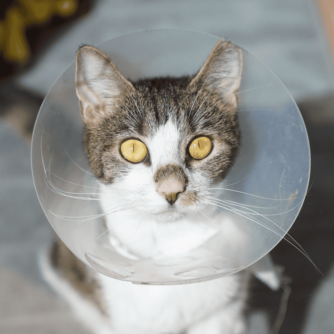 Wuschzettel Katze Pivona