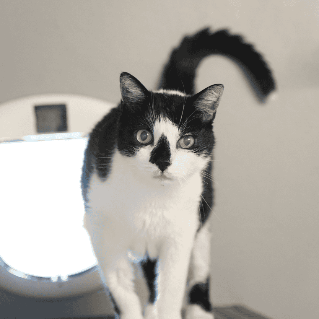 Wuschzettel Katze Nasi