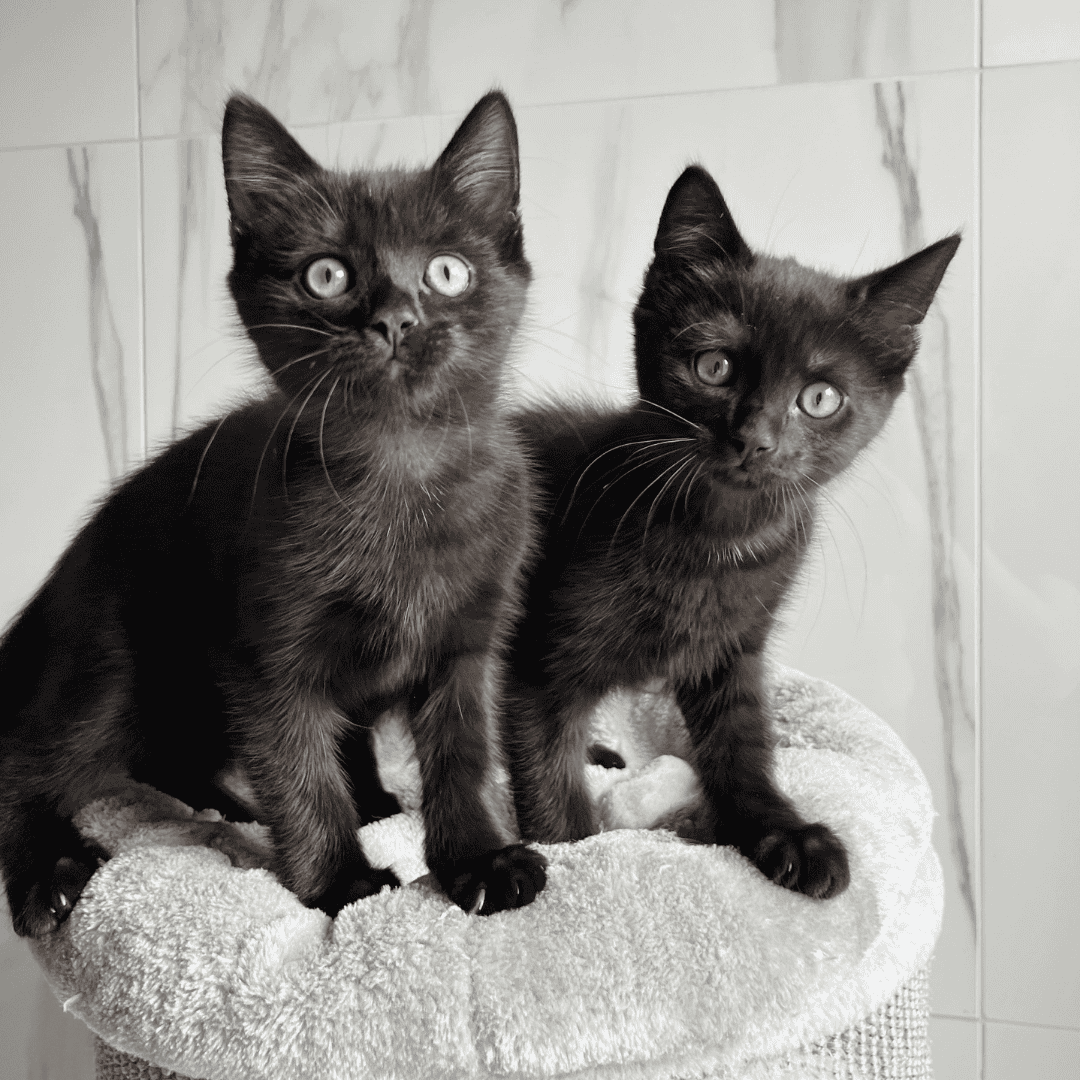 Wuschzettel Katze Kojote