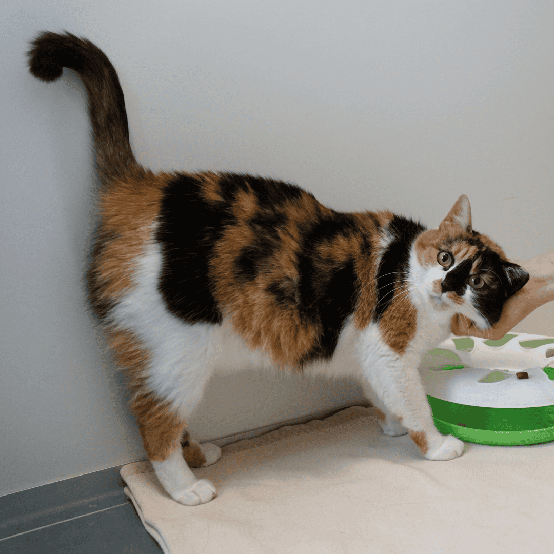 Wunschzettel Katze Hera