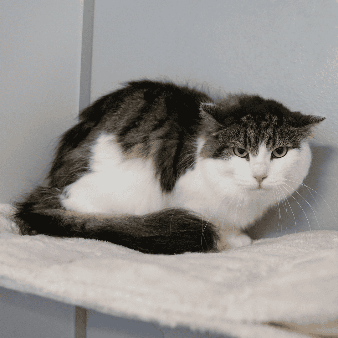 Wunschzettel Katze Timbaland