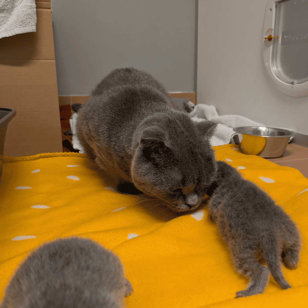 Weihnachtszettel Katze Sushi