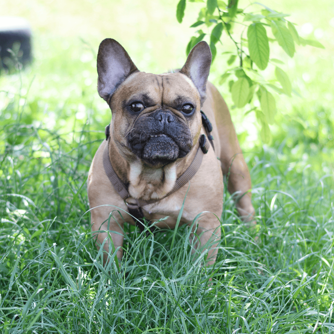 Wunschzettel Aladdin