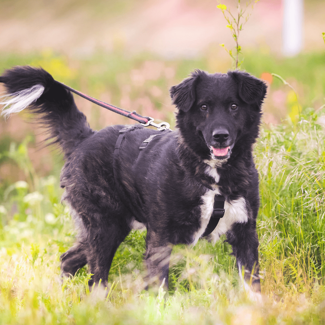 Wunschzettel Fidelio