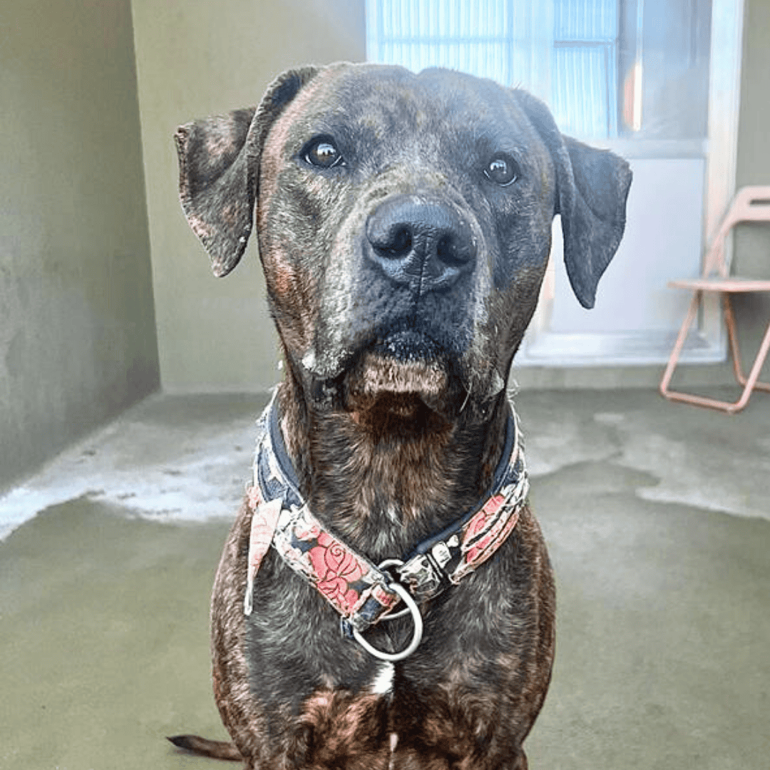 Wunschzettel Herkules