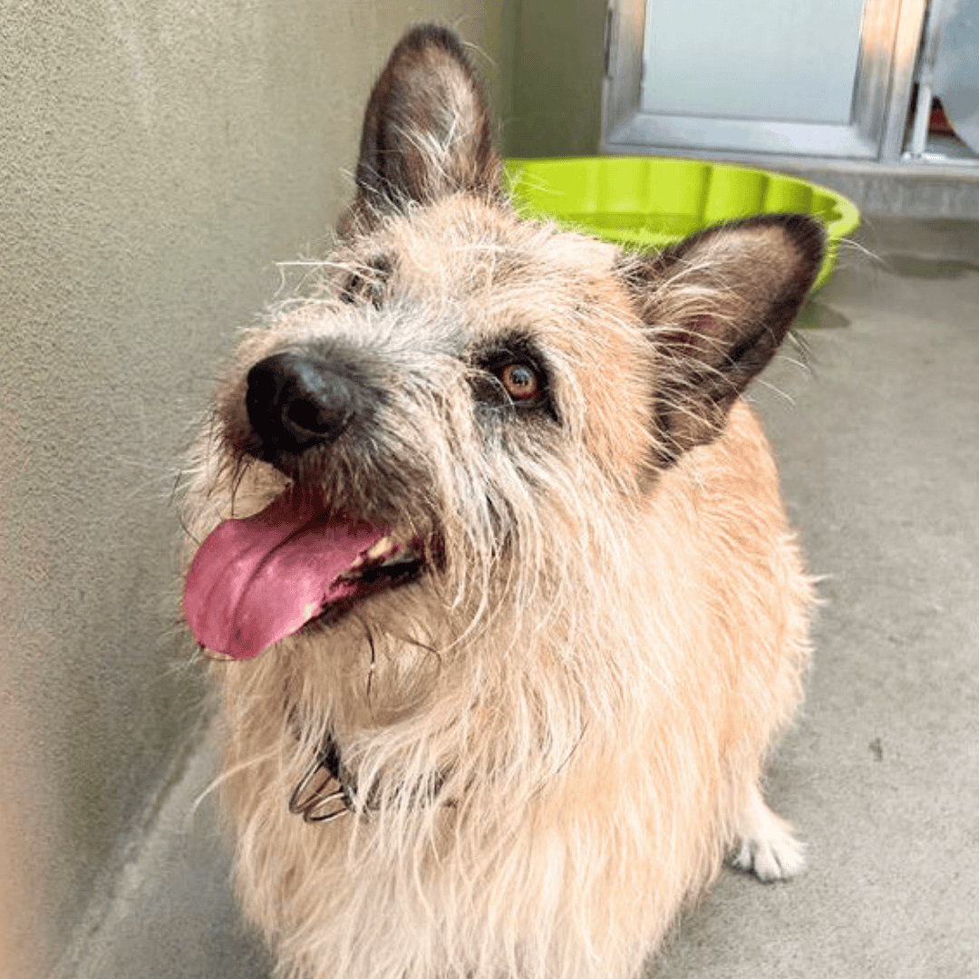 Wunschzettel Struppi