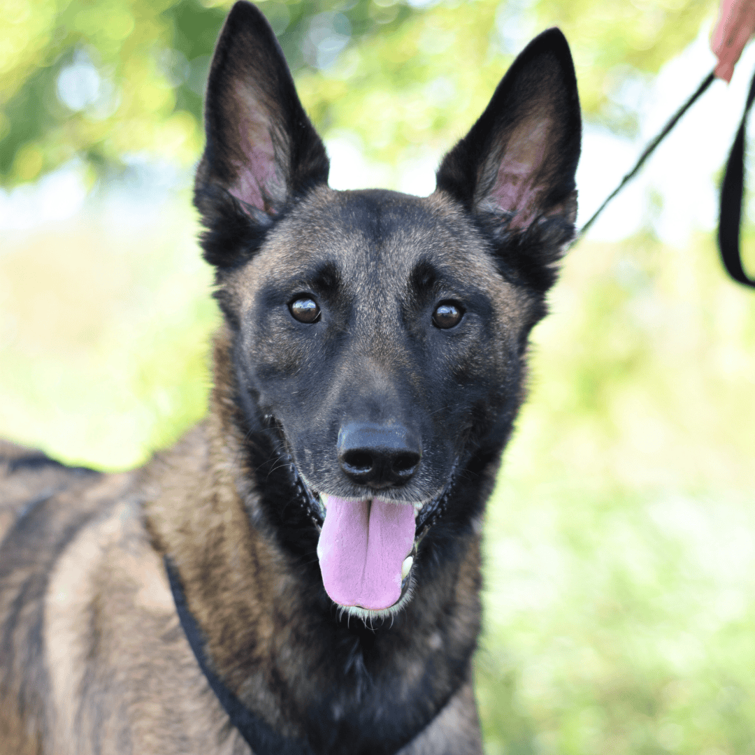 Wunschzettel Moretti