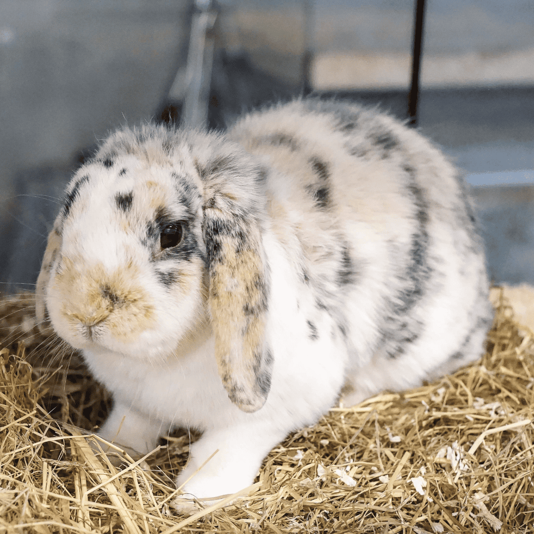 Wunschzettel Kaninchen Cole