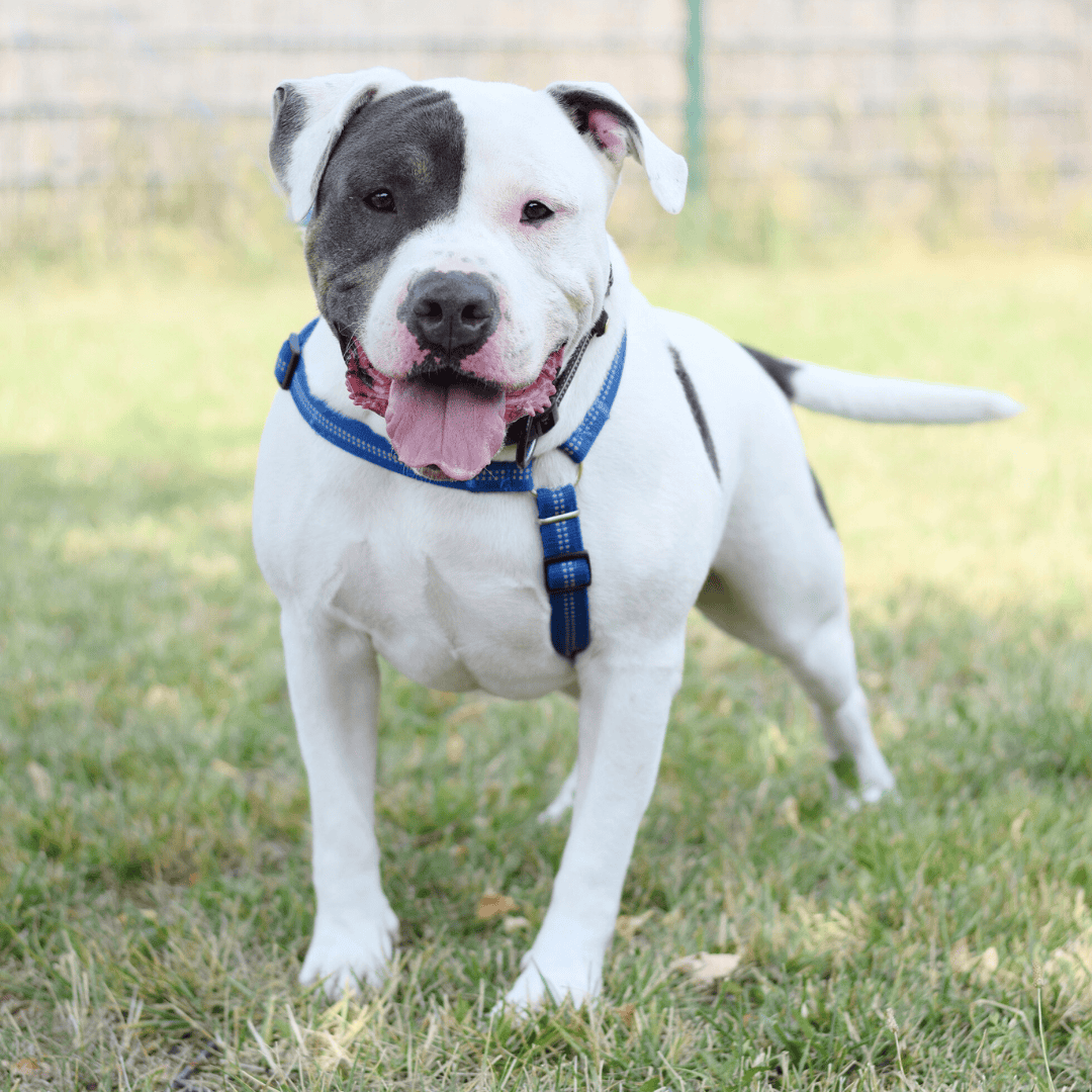 Wunschzettel Germknödel