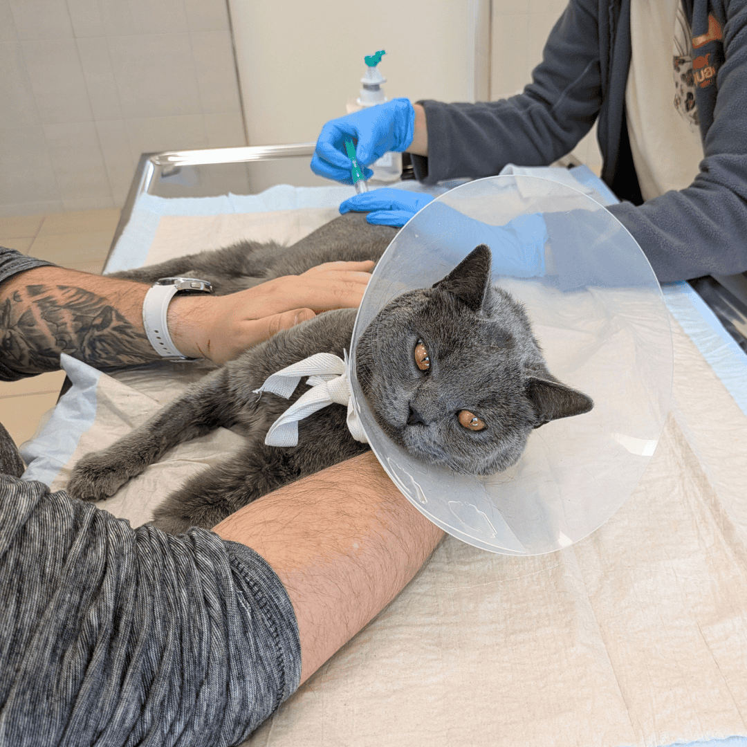 Spendenprojekt Kater John