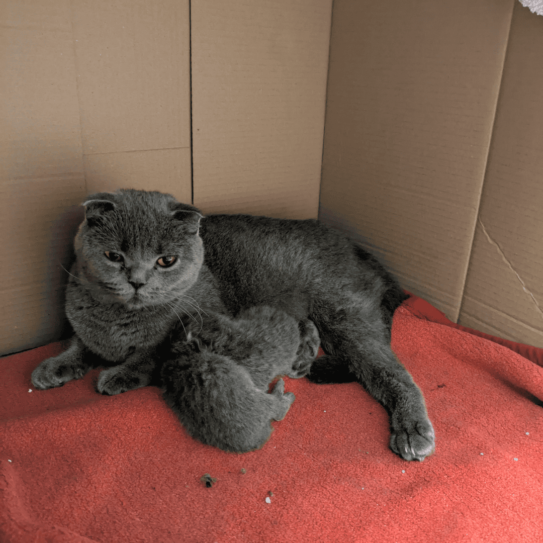 Spendenprojekt Qualzucht Scottish Fold HM08