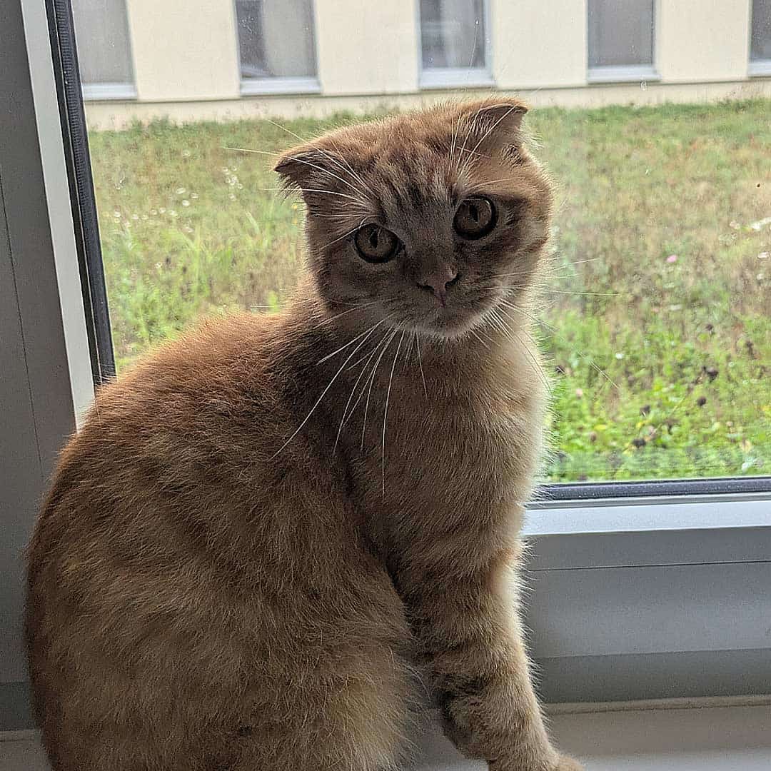 Spendenprojekt Qualzucht mobil organisch