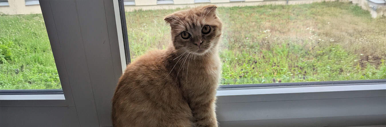 Spendenprojekt Qualzucht organisch