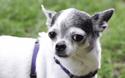 Entspannt ins neue Jahr – Wege aus der Silvesterangst