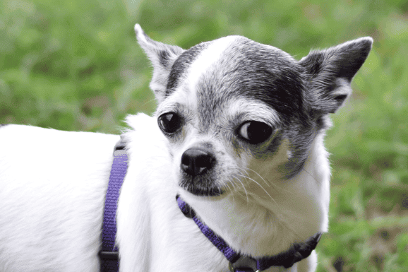 Entspannt ins neue Jahr – Wege aus der Silvesterangst