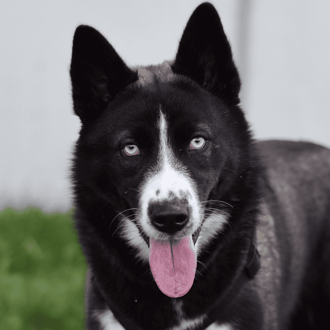 Wunschzettel Lagertha