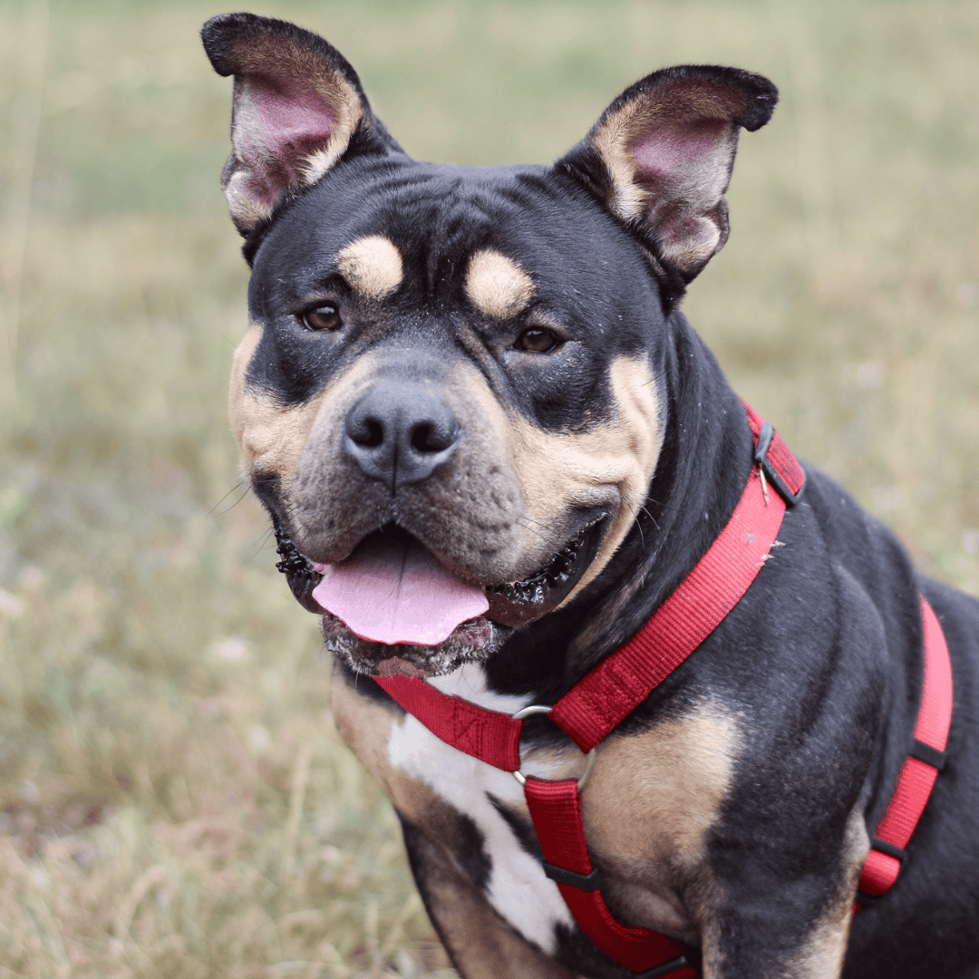 Wunschzettel Aladdin