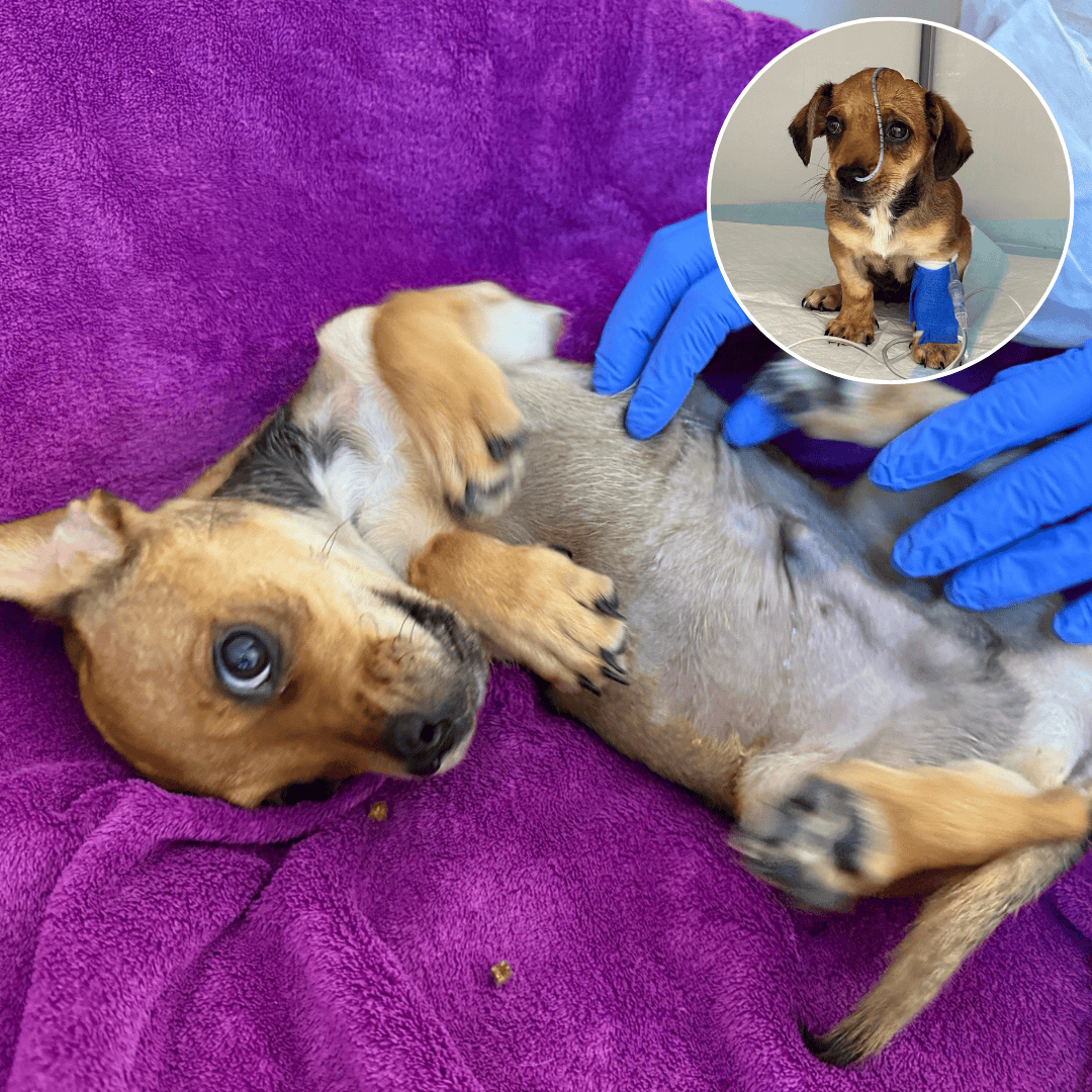 Spendenprojekt Welpe Oakley 