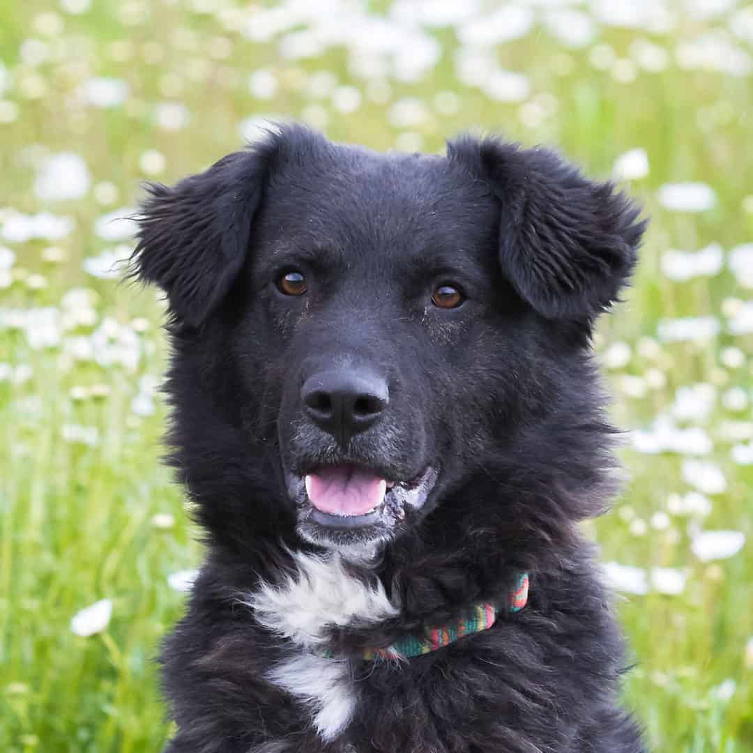 Virtuelle Adoption Fidelio