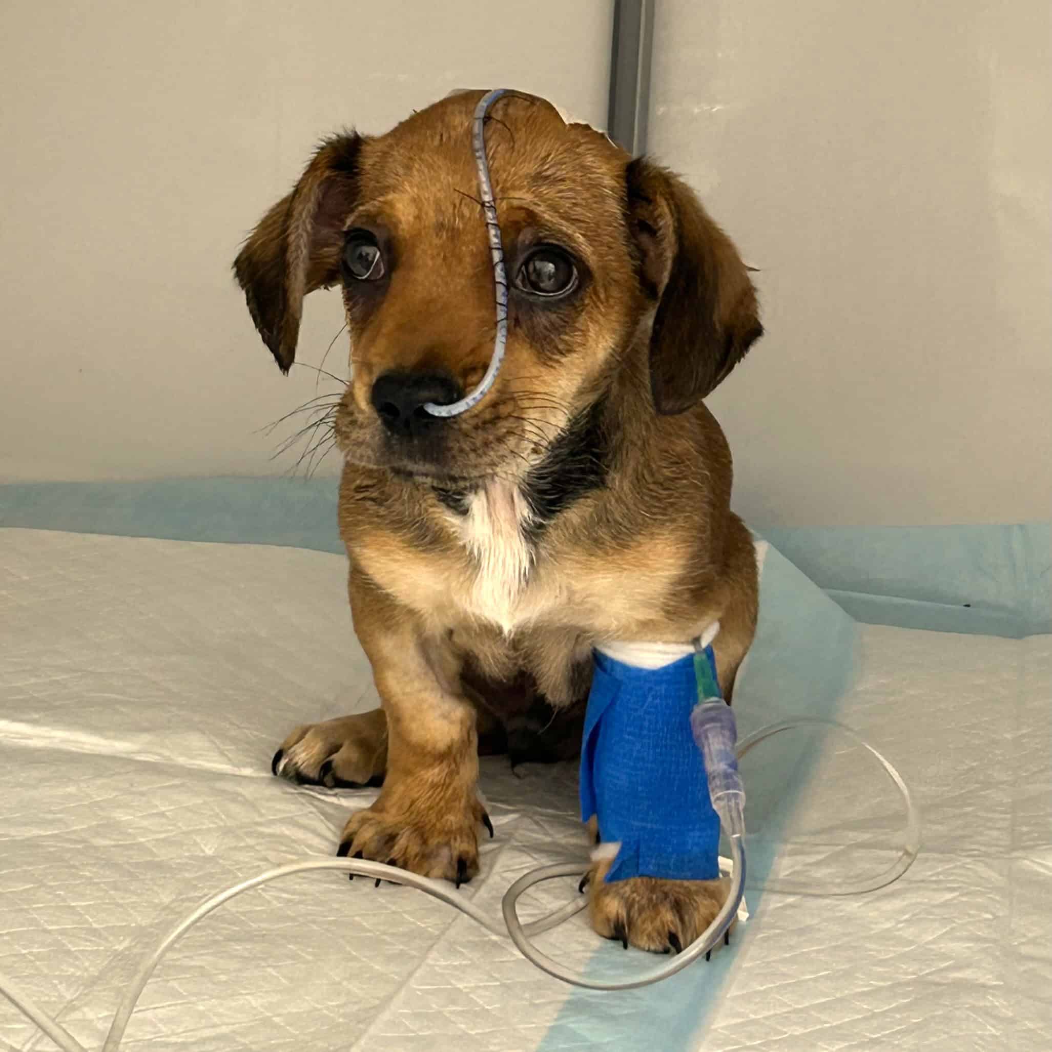 Spendenprojekt ON 1725 Welpe Oakley