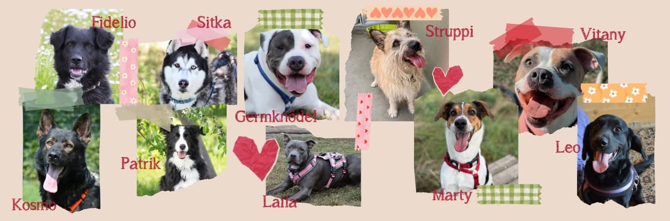 Headerbild Virtuelle Adoption