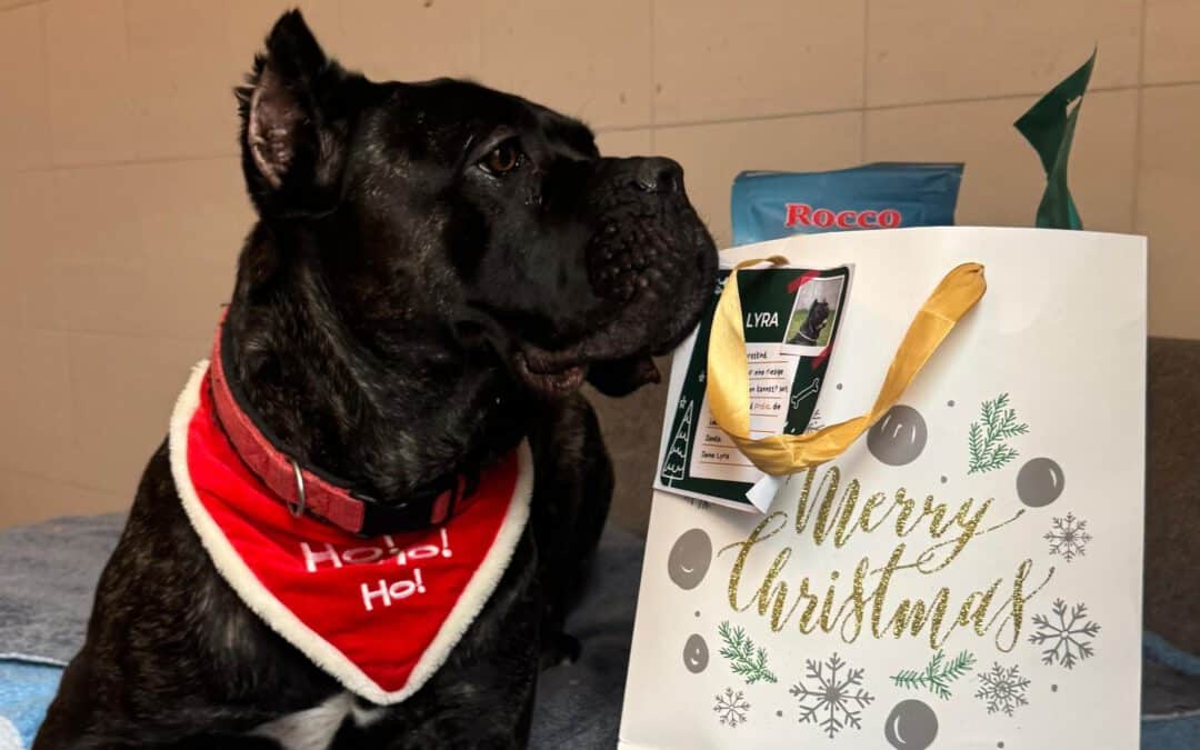 Das TierQuarTier Wien startet seine Weihnachtsaktion