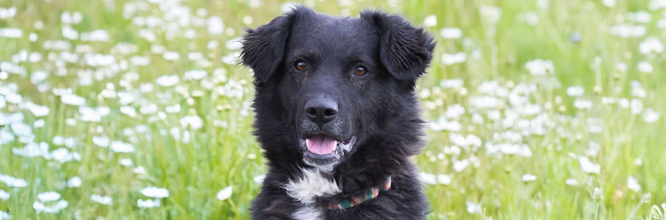 Virtuelle Adoption Spendenseite Header Fidelio