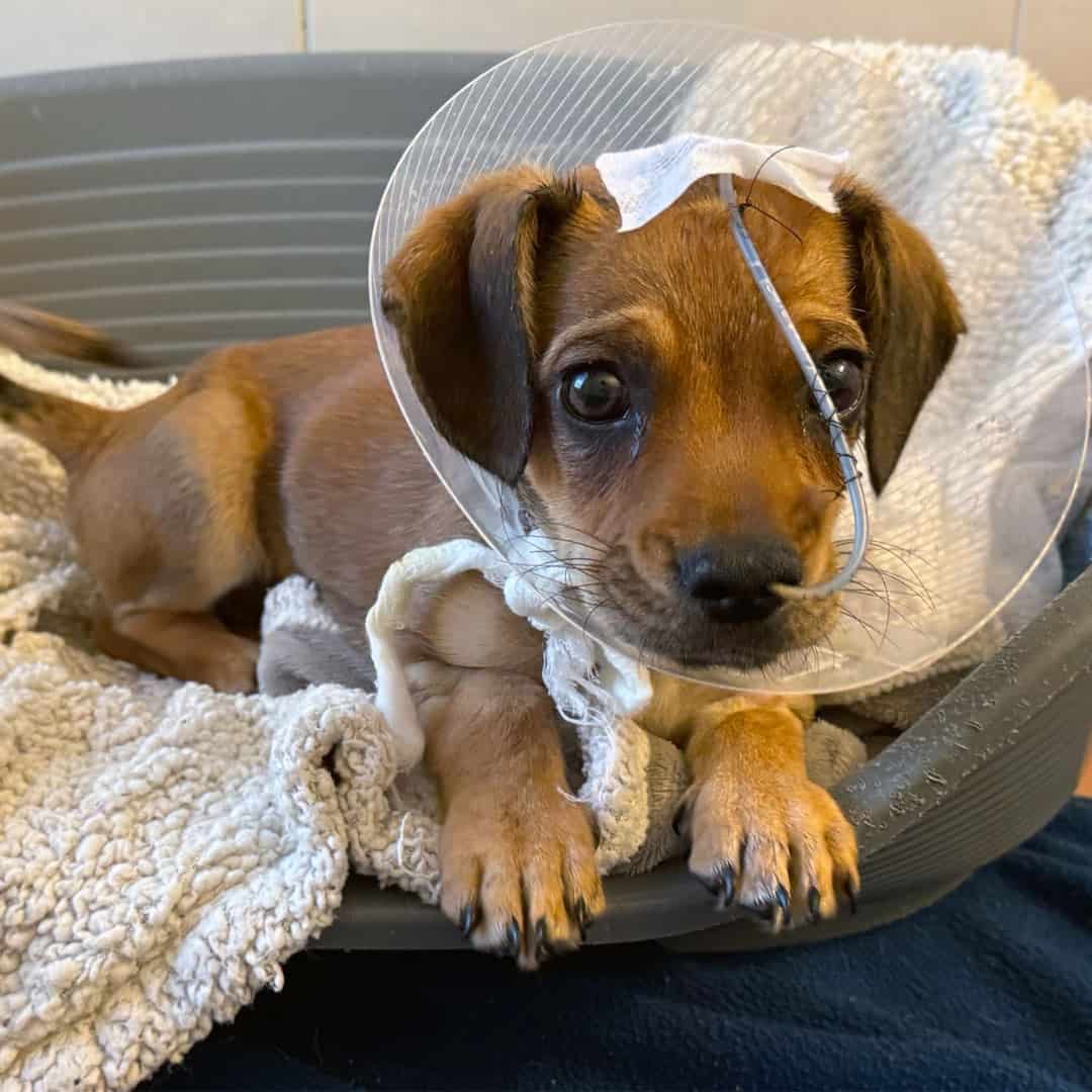 Spendenprojekt ON 1725 Welpe Oakley mobil