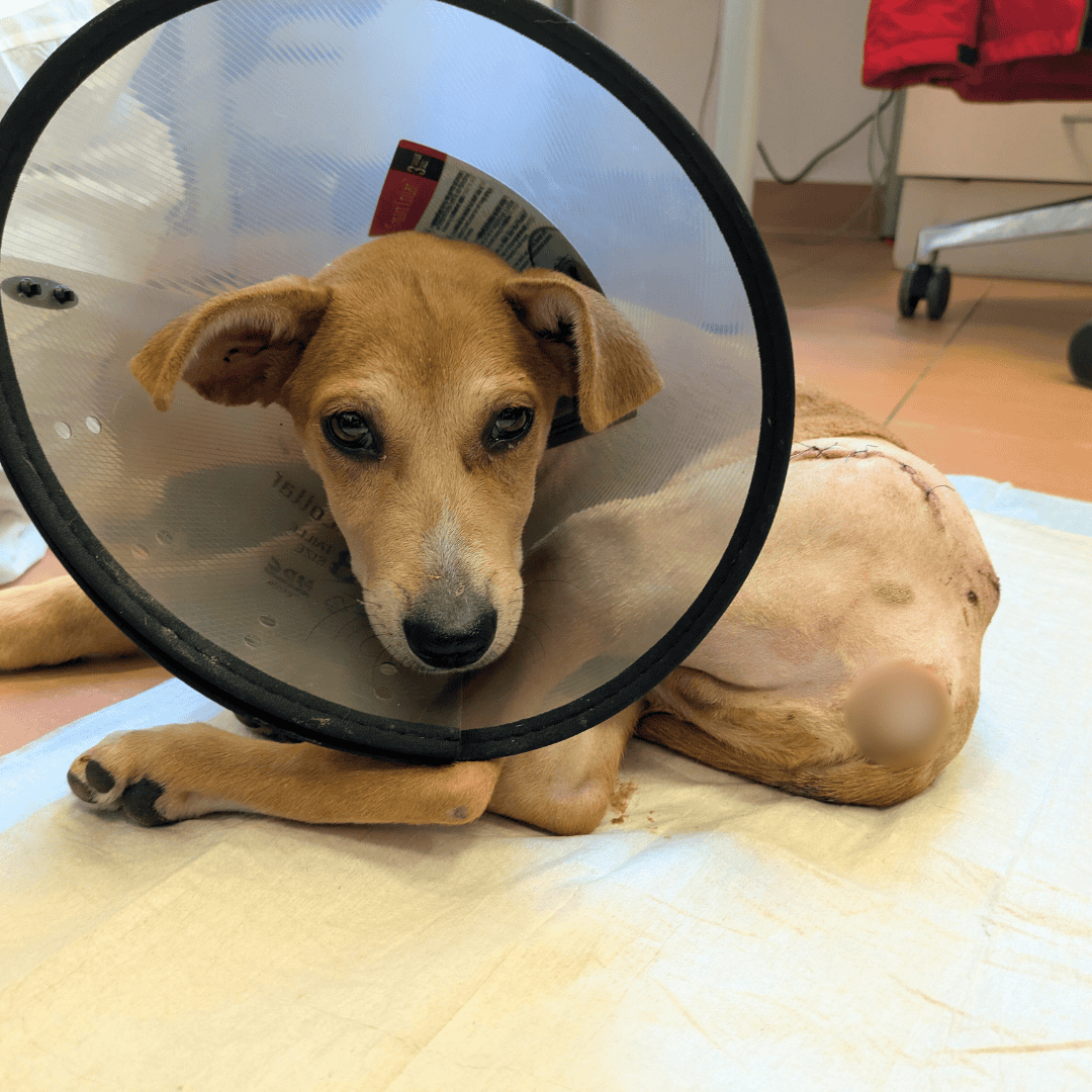 Spendenprojekt Notfall Lucky ON 2125