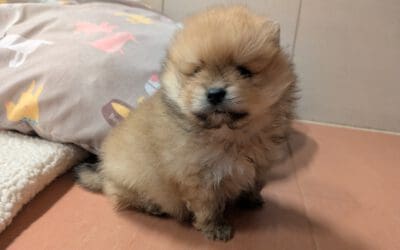 Zwischen Müllcontainern ausgesetzt: Welpe kämpft ums Überleben