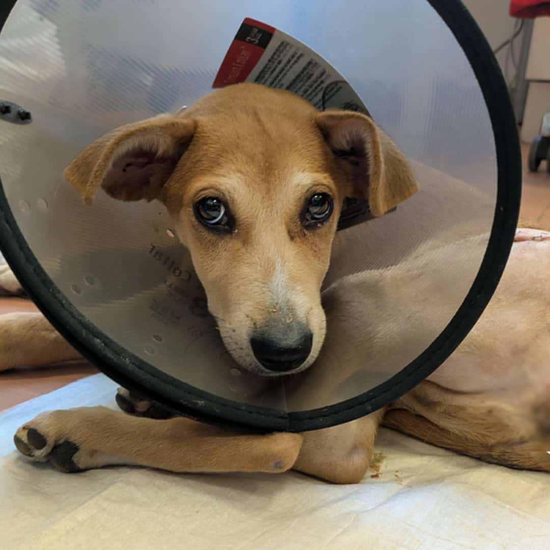 Spendenseite Notfall Lucky mobilem