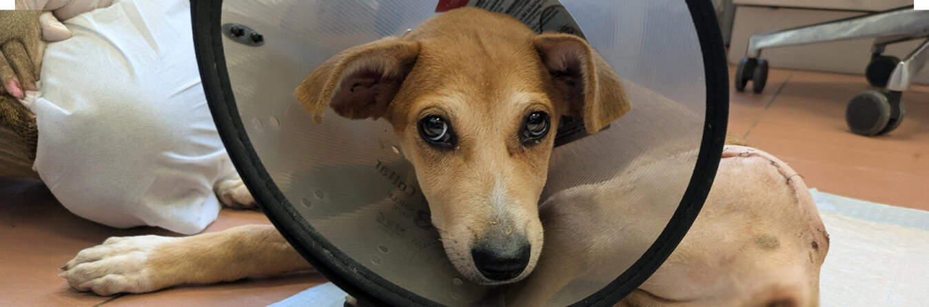 Spendenseite Notfall Lucky