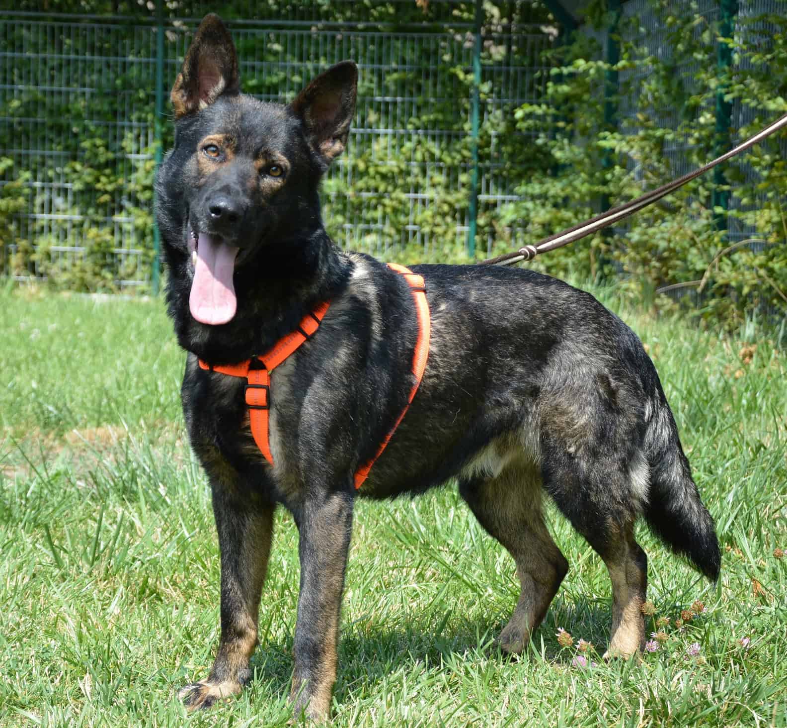 Virtuelle Adoption Kosmo