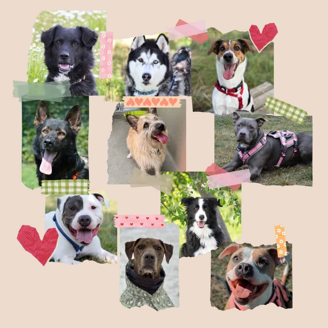 Headerbild Virtuelle Adoption mobil