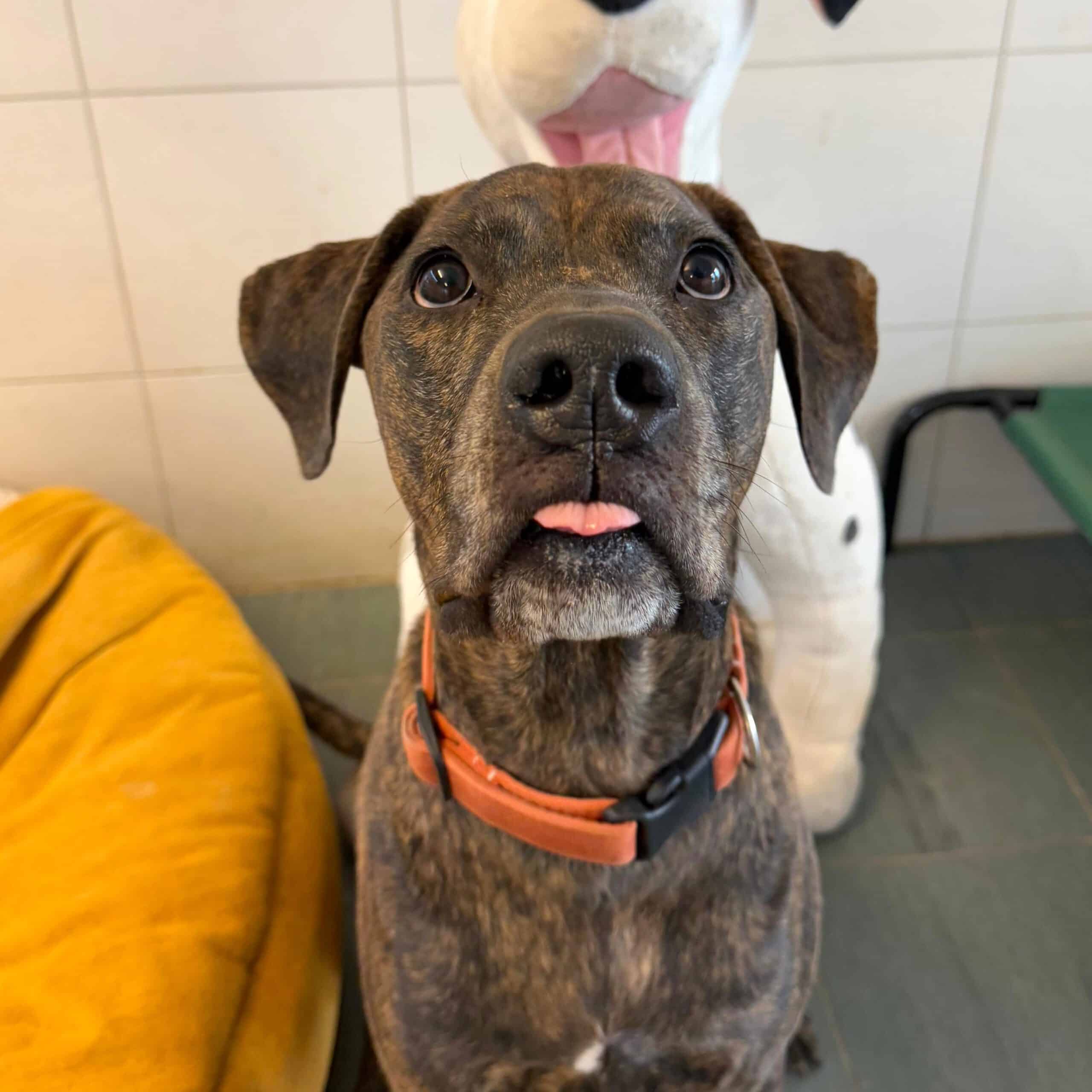 Virtuelle Adoption Herkules