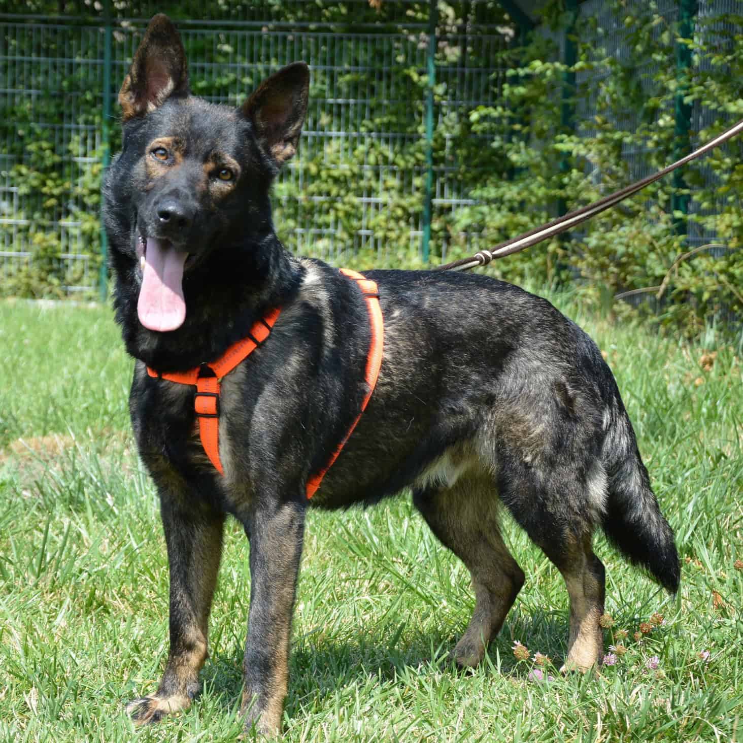 Virtuelle Adoption Kosmo