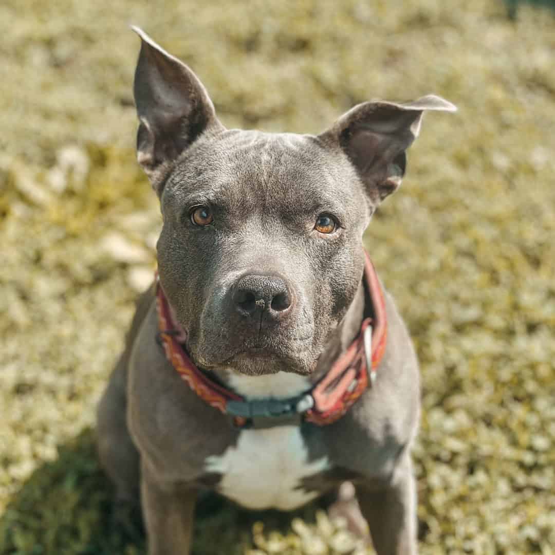 Virtuelle Adoption Laila mobil