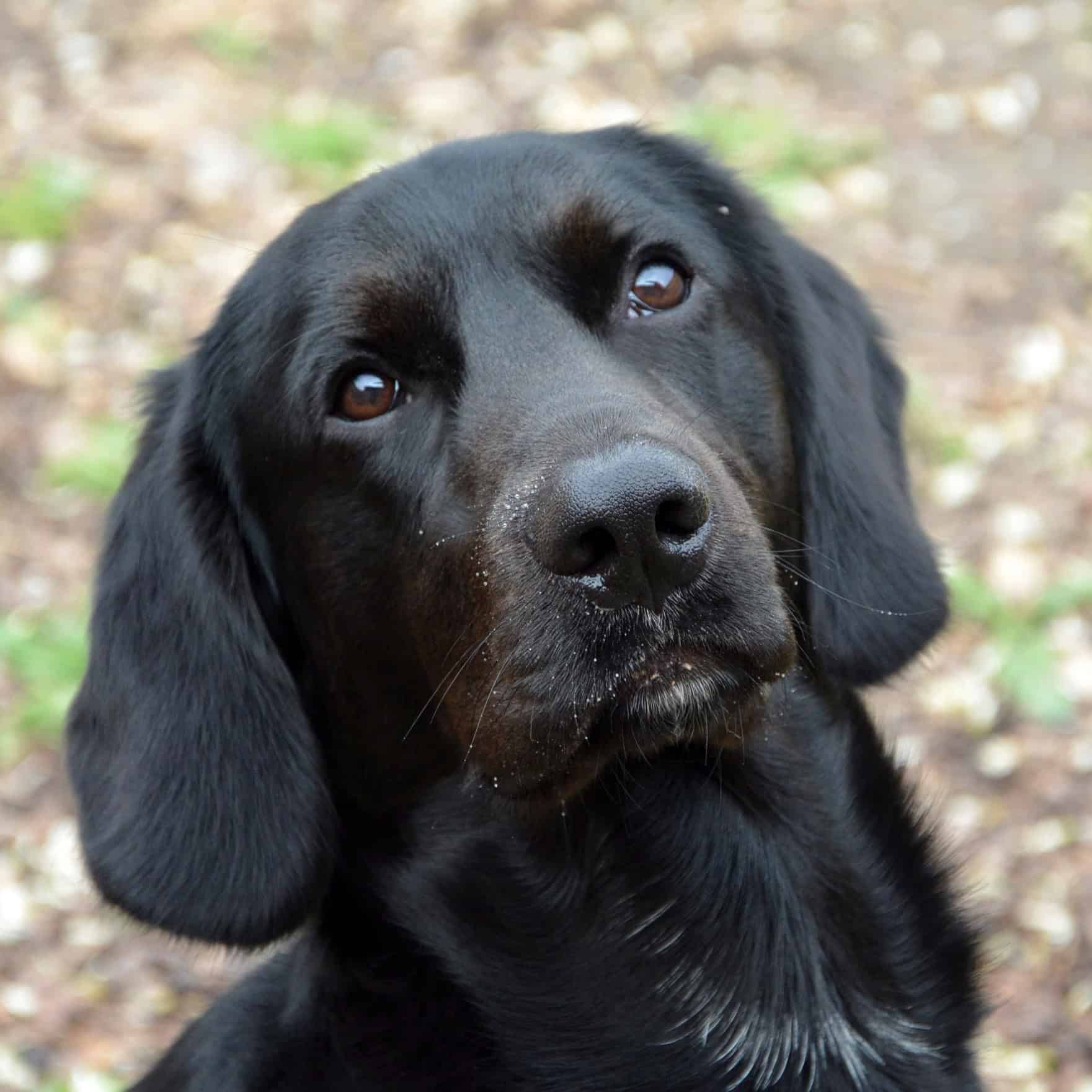 Virtuelle Adoption Leo