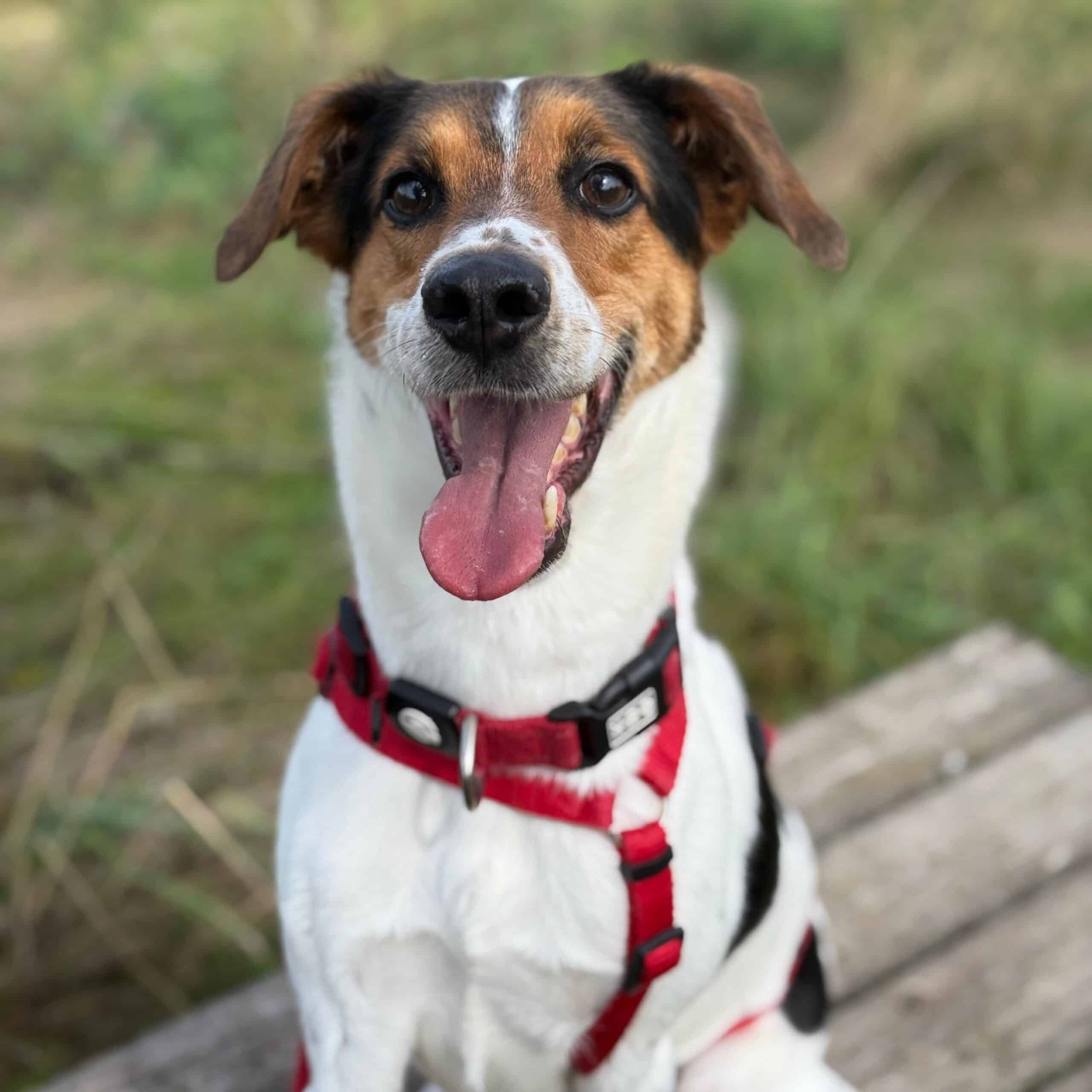 Virtuelle Adoption Marty