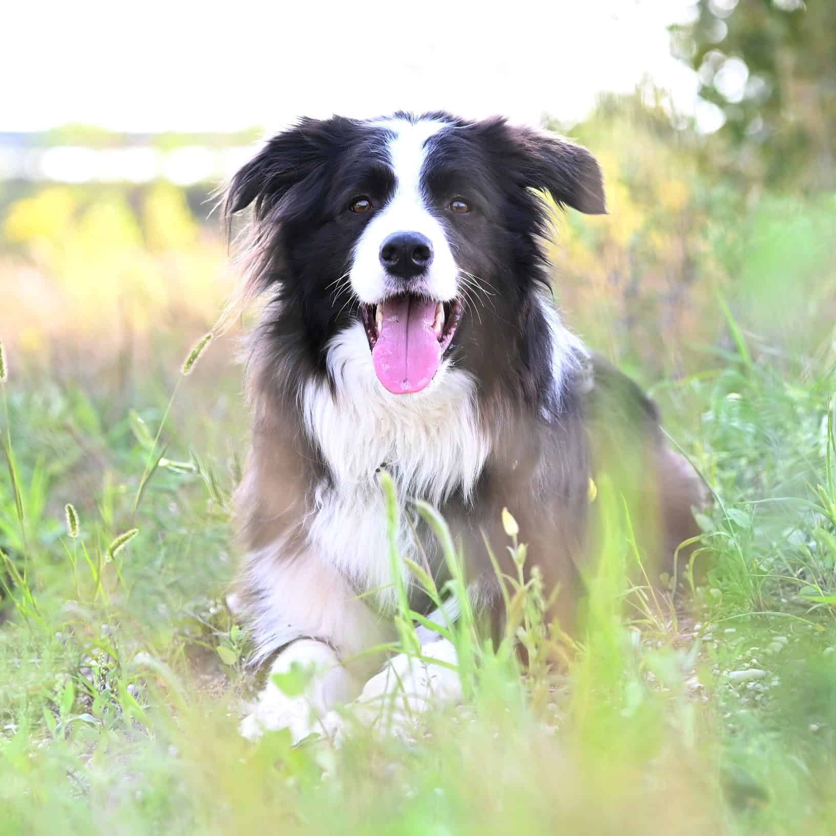 Virtuelle Adoption Patrik