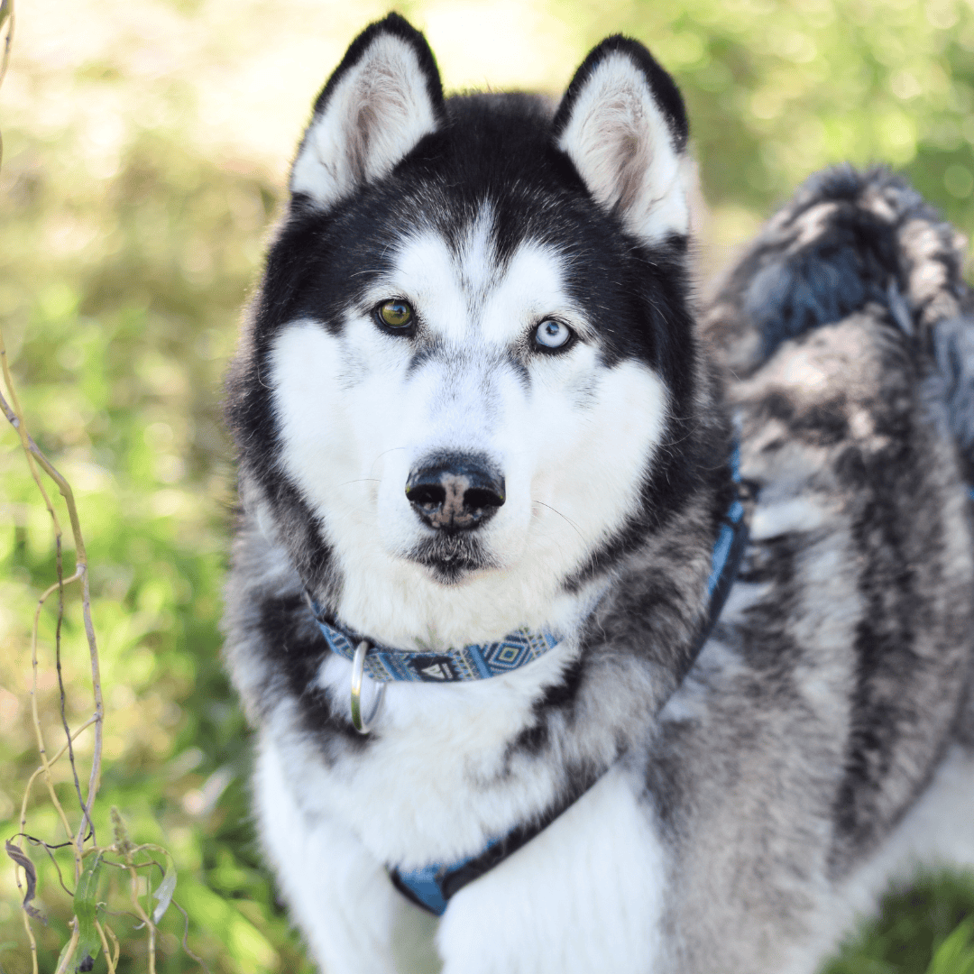 Virtuelle Adoption Sitka mobil