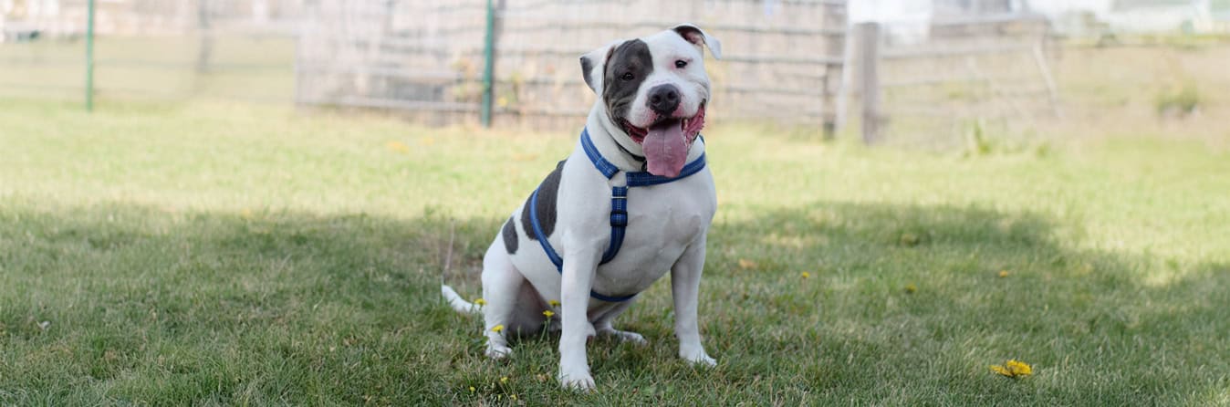 Virtuelle Adoption Germknödel