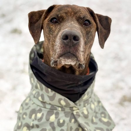 Virtuelle Adoption Herkules