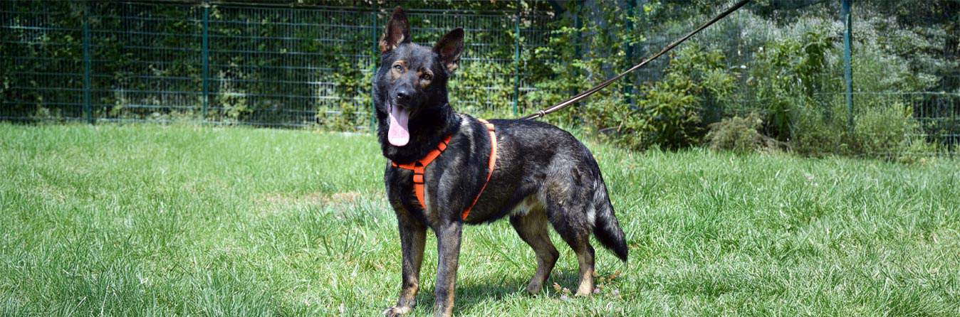 Virtuelle Adoption Kosmo