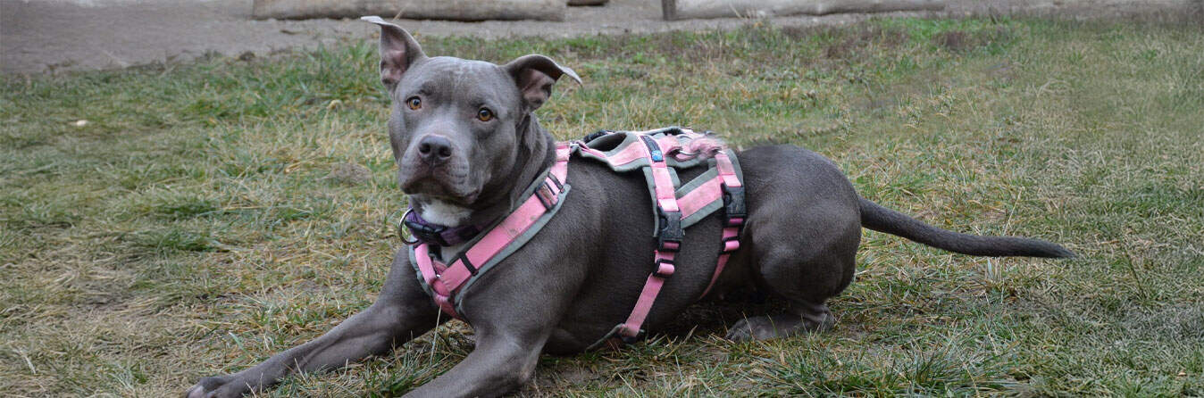 Virtuelle Adoption Laila 