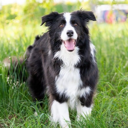 Virtuelle Adoption Patrik mobil