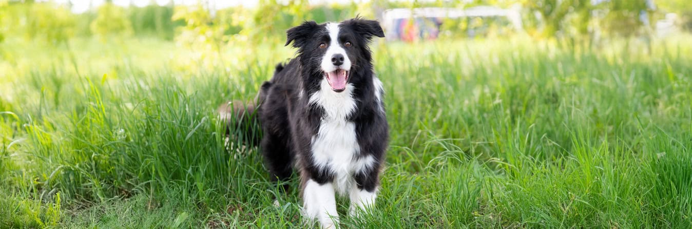 Virtuelle Adoption Patrik