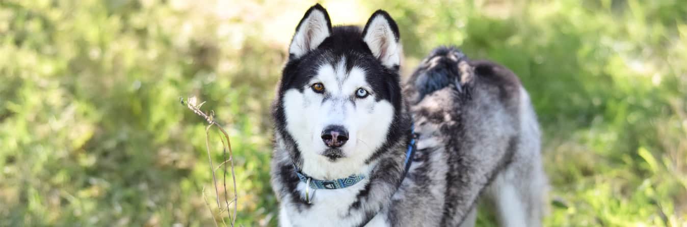 Virtuelle Adoption Sitka